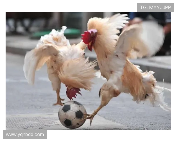 吉灵汉姆与卢顿的精彩对决分析及赛季前景展望